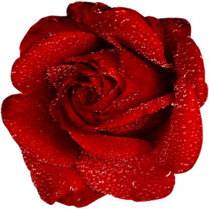 Rosa Vermelha Orvalho