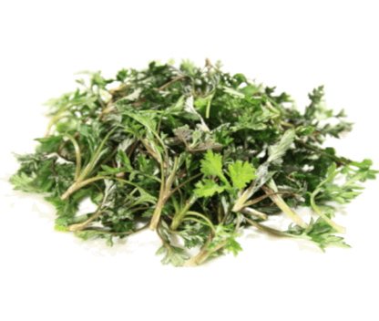 Artemísia, armoise, mugwort, artemisia vulgaris